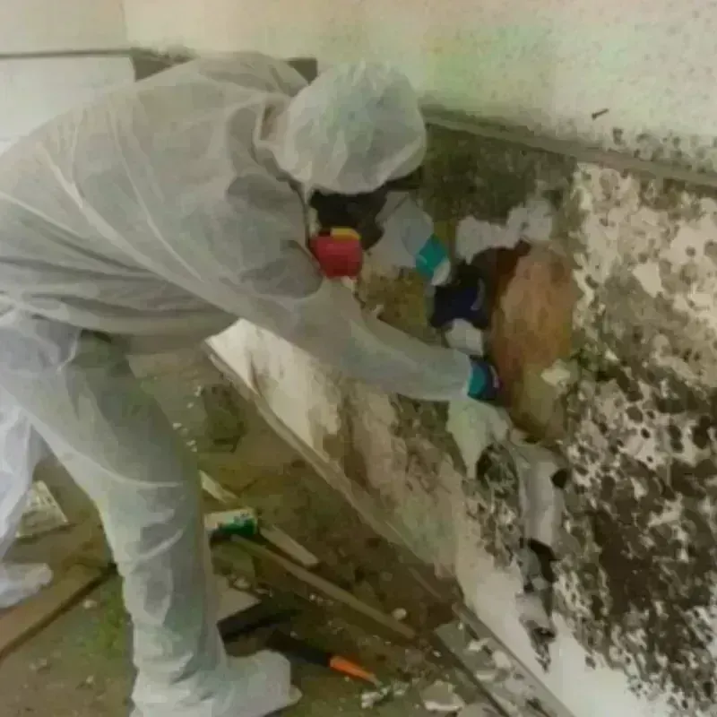 Mold Remediation and Removal in Holly Springs, MS